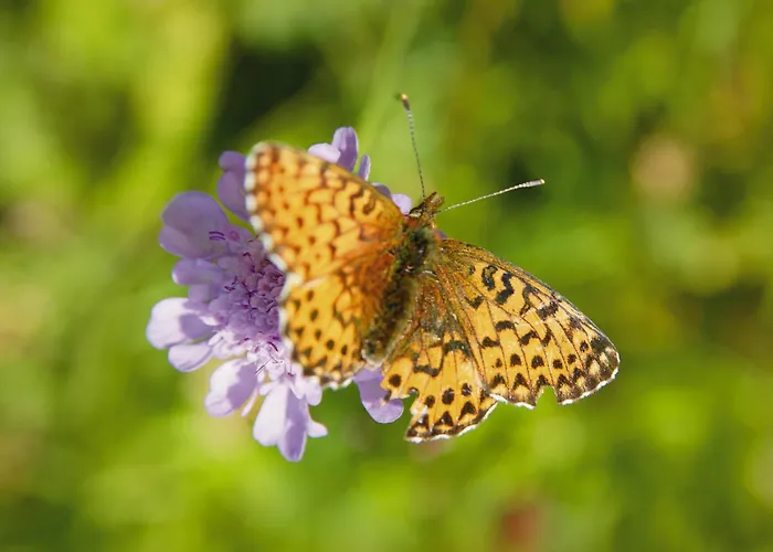 加尔尼马特豪斯霍夫公寓式酒店 3*